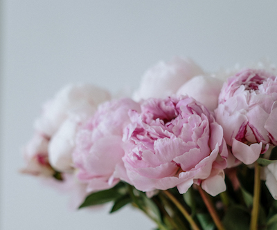 Pink flowers